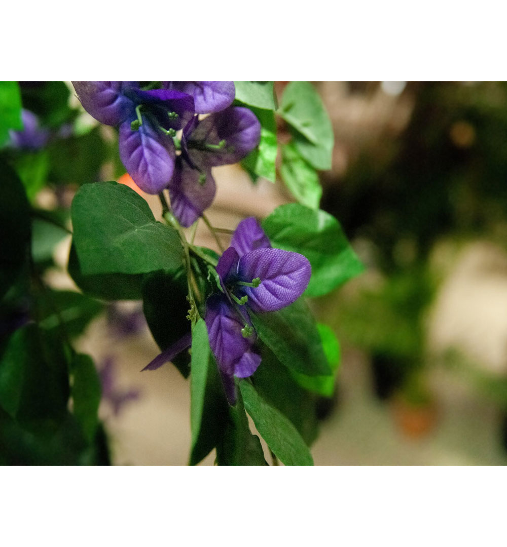 EUROPALMS Bougainvillea, lavendel, Kunstpflanze, 180cmEUROPALMS Bougainvillea, lavendel, Kunstpflanze, 180cm - live 03