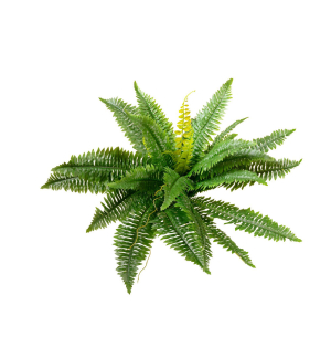 EUROPALMS Boston Farn, Kunstpflanze, 53cm EUROPALMS Boston Farn, Kunstpflanze, 53cm