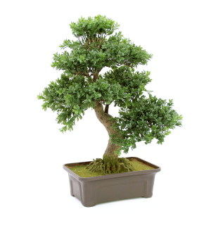 EUROPALMS Buchsbonsai, Kunstpflanze, 61 cm EUROPALMS Buchsbonsai, Kunstpflanze, 61 cm