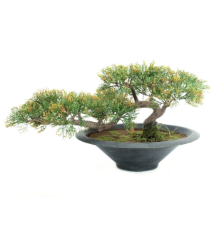 EUROPALMS Bonsai-Zeder, Kunstpflanze, 40cm EUROPALMS Bonsai-Zeder, Kunstpflanze, 40cm