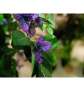 EUROPALMS Bougainvillea, lavendel, Kunstpflanze, 180cmEUROPALMS Bougainvillea, lavendel, Kunstpflanze, 180cm - live 03