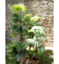 EUROPALMS Fächerpalme, Kunstpflanze, 130cm
