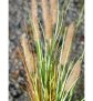 EUROPALMS Lampenputzergras, künstlich, 120cm