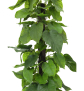 EUROPALMS Pothos, Kunstpflanze, 180cm