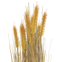 EUROPALMS Weizenbündel, künstlich, 60cm