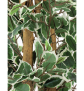 EUROPALMS Silberficus-Benjamini, Kunstpflanze, 180cm