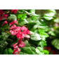 EUROPALMS Bougainvillea, Kunstpflanze, rosa, 180cm EUROPALMS Bougainvillea, Kunstpflanze, rosa, 180cm