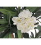 EUROPALMS Oleanderbaum, Kunstpflanze, weiß, 120 cm