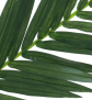 EUROPALMS Kokos-Königspalmwedel, künstlich, 150cm EUROPALMS Kokos-Königspalmwedel, künstlich, 150cm