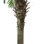 EUROPALMS Phönixpalme luxor, Kunstpflanze, 150cm