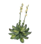 EUROPALMS Steinrose (EVA), Kunstpflanze, gelb, 32cm