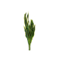 EUROPALMS Bogenhanf (EVA), künstlich, grün-gelb, 60cm EUROPALMS Bogenhanf (EVA), künstlich, grün-gelb, 60cm