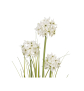 EUROPALMS Alliumgras, Kunstpflanze, weiß, 120 cm