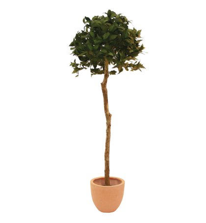 FORMALE BÄUME