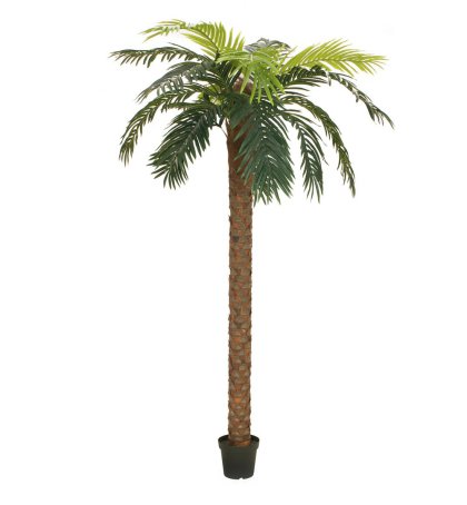 PALMBÄUME