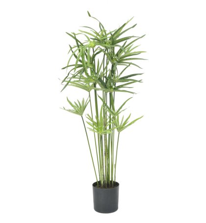 PALMBÜSCHE