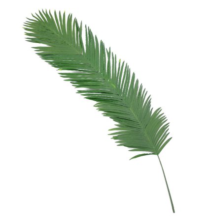 PALMWEDEL